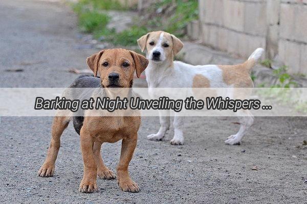 Barking at Night Unveiling the Whispers of Your Canine Companions Curious World